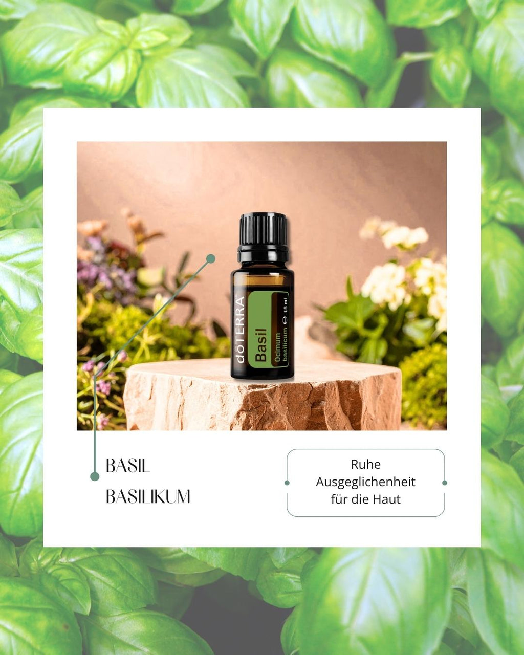 ätherisches Öl doTERRA - Basilikum