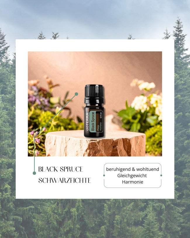 Black Spruce - Schwarzfichte | ätherisches Öl (doTERRA) Hover Image