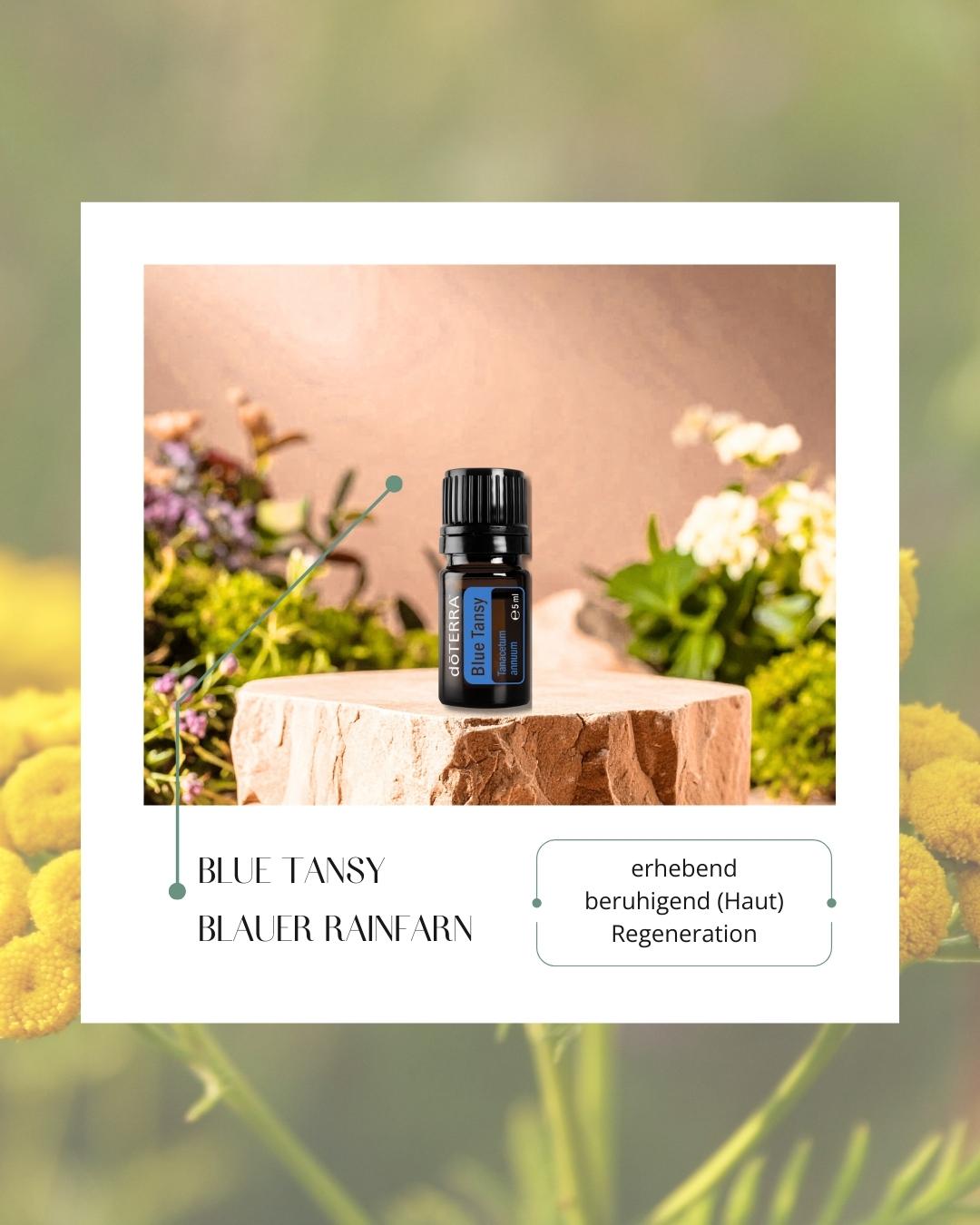 Blue Tansy - Blauer Rainfarn | ätherisches Öl (doTERRA)