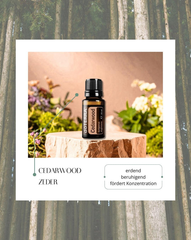 Cedarwood - Zeder | ätherisches Öl (doTERRA) Hover Image