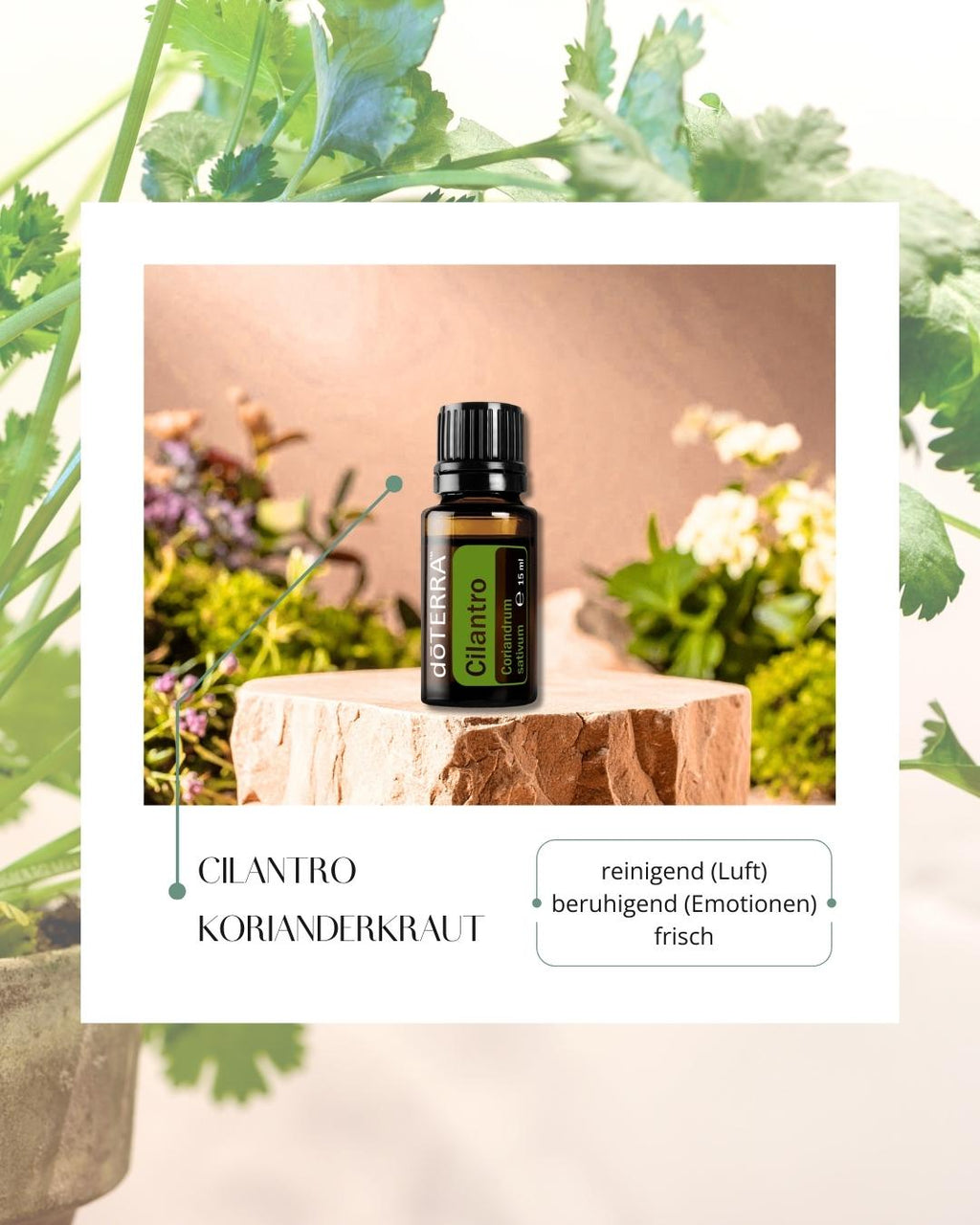 Cilantro - Korianderkraut | ätherisches Öl (doTERRA)