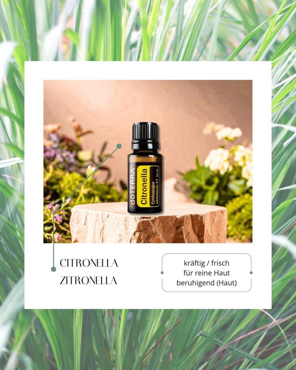 Citronella - Zitronella | ätherisches Öl (doTERRA)