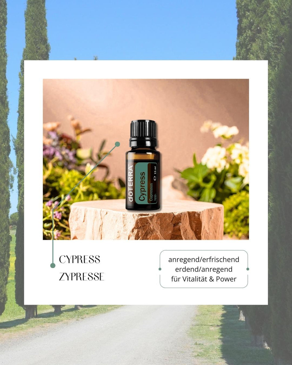 Cypress - Zypresse | ätherisches Öl (doTERRA)
