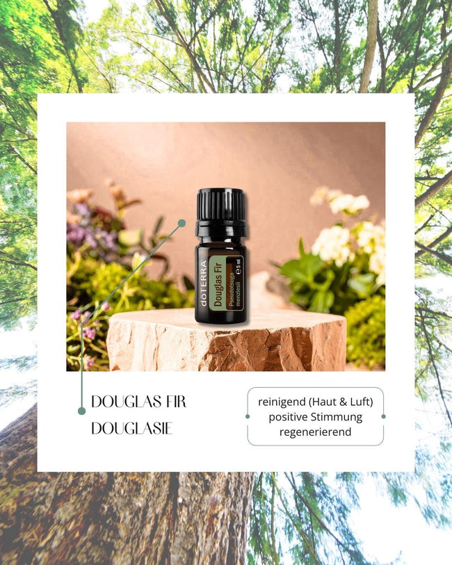 Douglas Fir - Douglasie | ätherisches Öl (doTERRA) Hover Image
