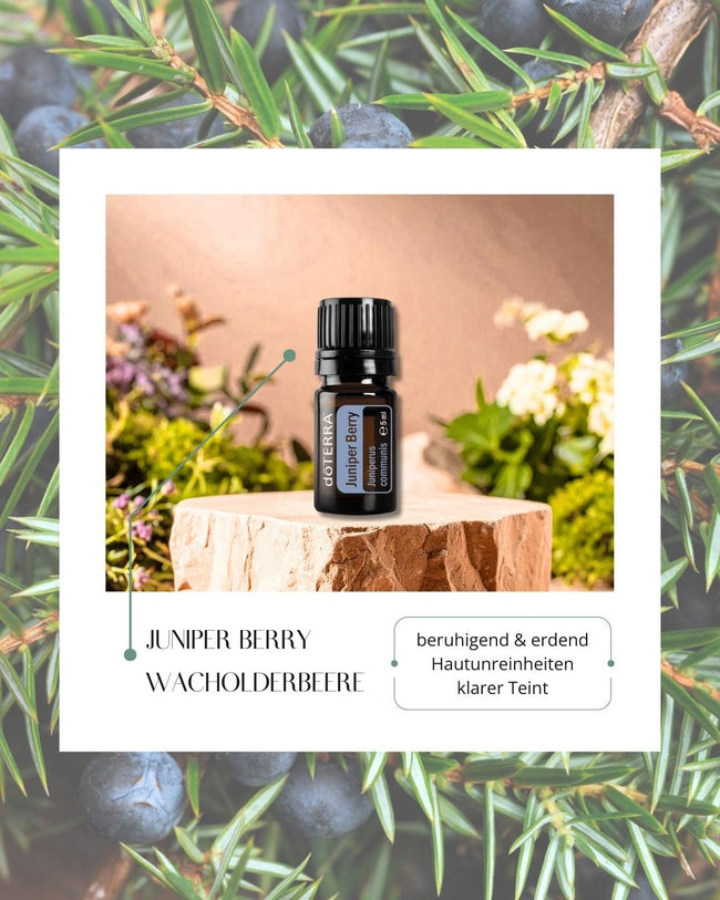 Juniper Berry - Wacholderbeere | ätherisches Öl (doTERRA) Hover Image