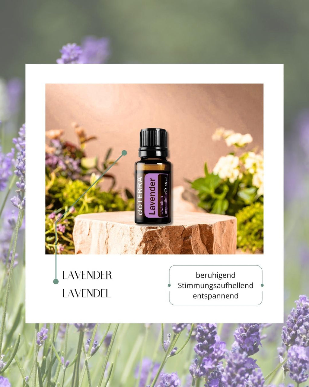 Lavender - Lavendel | ätherisches Öl (doTERRA)