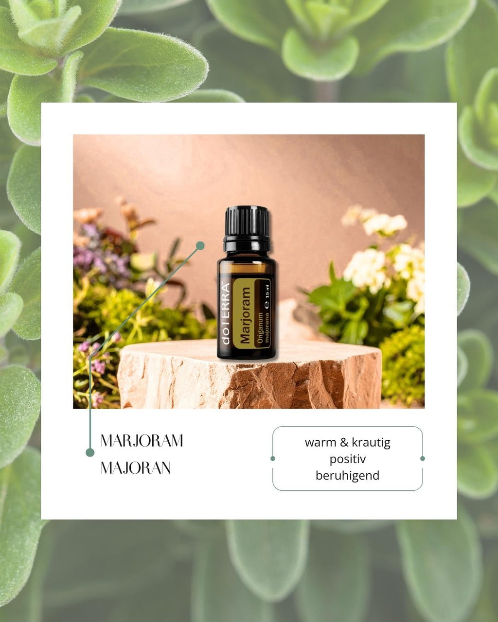 Majoram - Majoran | ätherisches Öl (doTERRA)