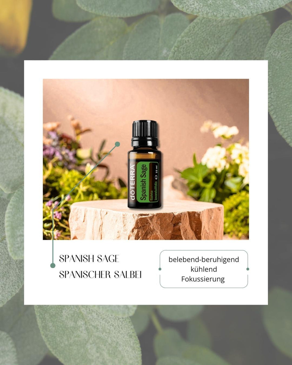 Spanish Sage - Spanischer Salbei | ätherisches Öl (doTERRA)