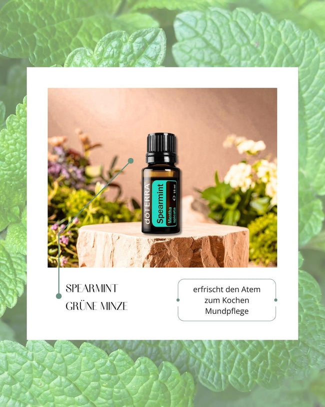 Spearmint - grüne Minze | ätherisches Öl (doTERRA) Hover Image