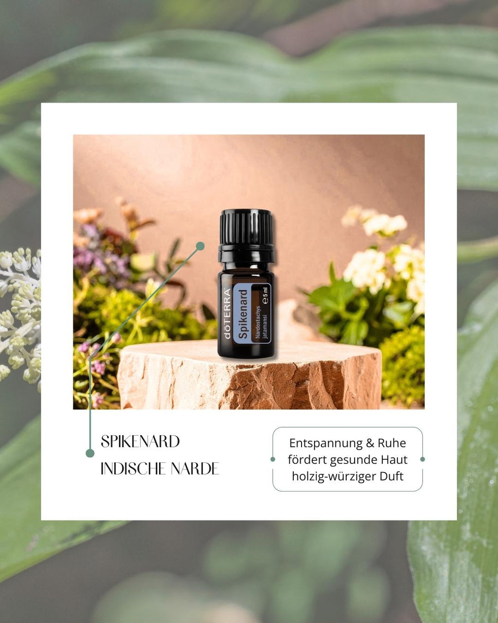 Spikenard - indische Narde | ätherisches Öl (doTERRA)