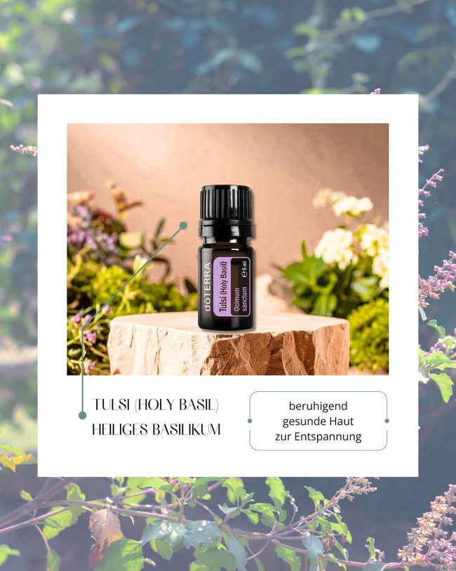 Tulsi - heiliges Basilikum | ätherisches Öl (doTERRA) Hover Image