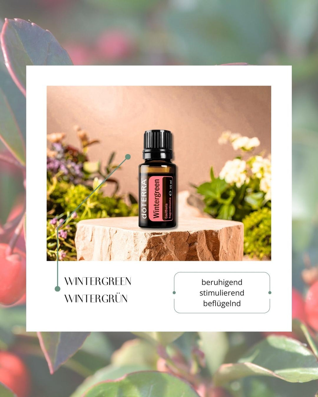 Wintergreen - Wintergrün | ätherisches Öl (doTERRA)